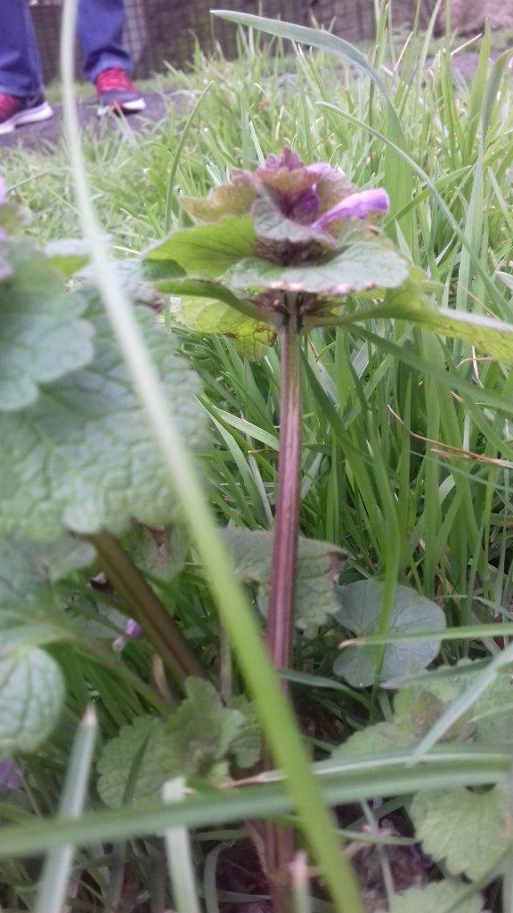 Annexe Fleurs 2 paparazzi.jpg