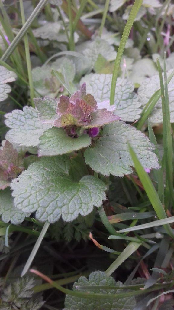 Annexe Fleurs 3 paparazzi.jpg