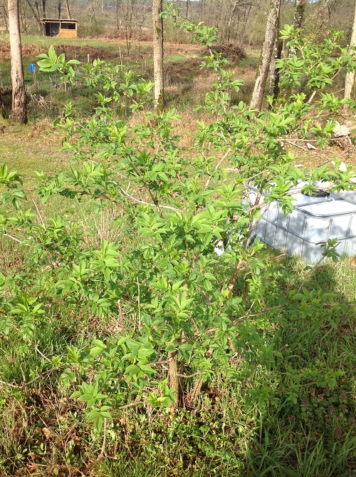 Annexe IMG_1751 (1).JPG