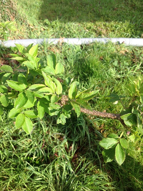 Annexe IMG_1752 (2).JPG