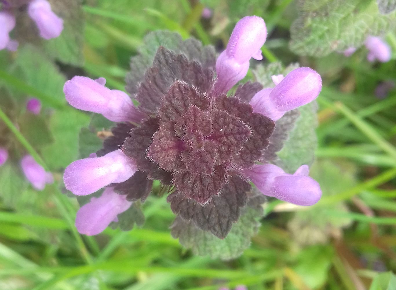 Annexe Lamier pourpre vue apicale.jpg