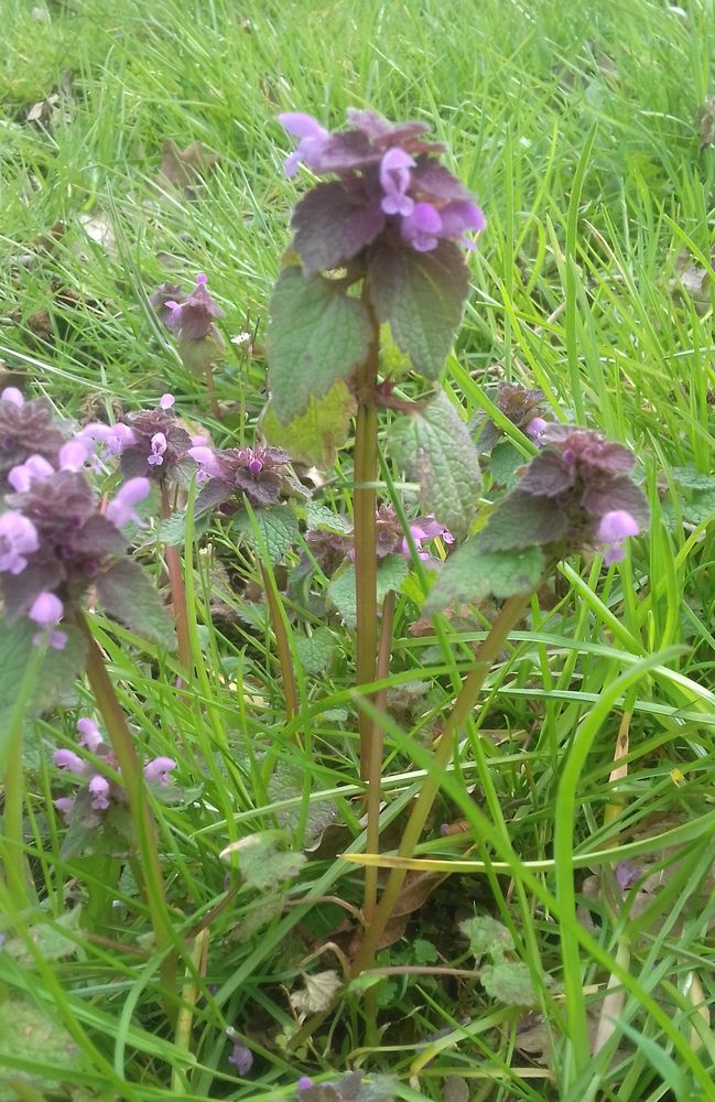 Annexe Lamier pourpre vue globale.jpg