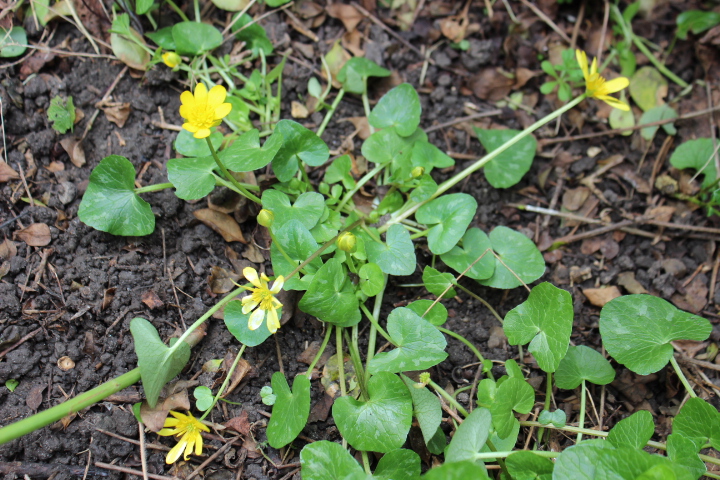 Annexe c ensemble 11.JPG