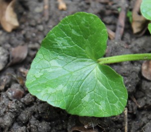 Annexe c feuille 5.jpg