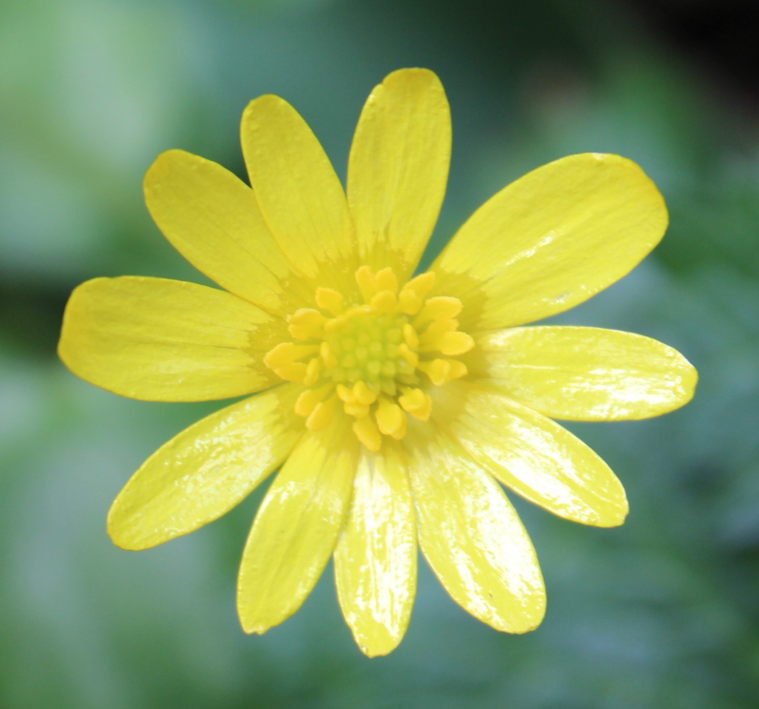 Annexe c fleur 6.JPG