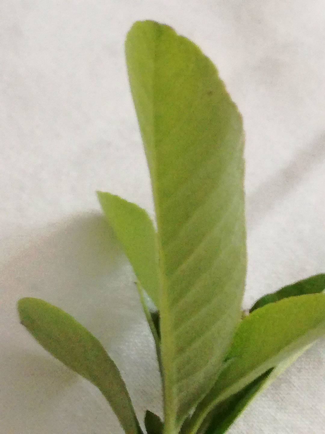 Annexe 29943262_1260360920763109_1439226811_o.jpg