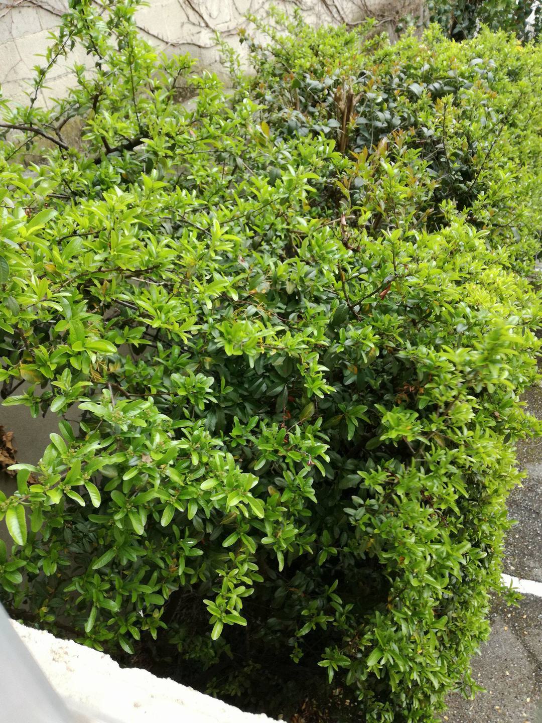 Annexe 29955046_1260360630763138_549654021_o.jpg