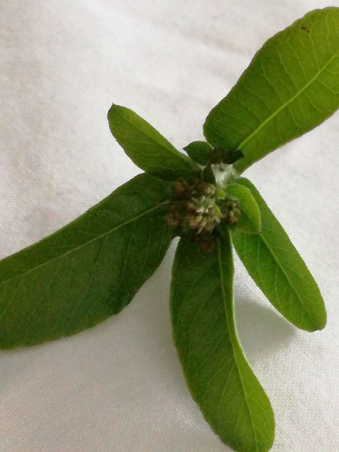 Annexe 29995259_1260360934096441_1822265413_o.jpg