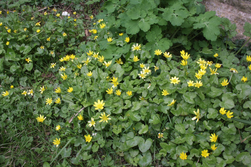 Annexe IMG_6908s.JPG