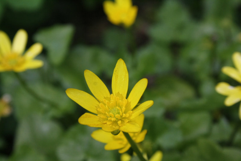 Annexe IMG_6909s.JPG