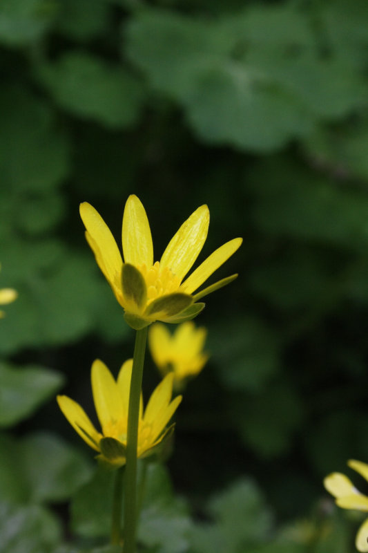 Annexe IMG_6910s.JPG