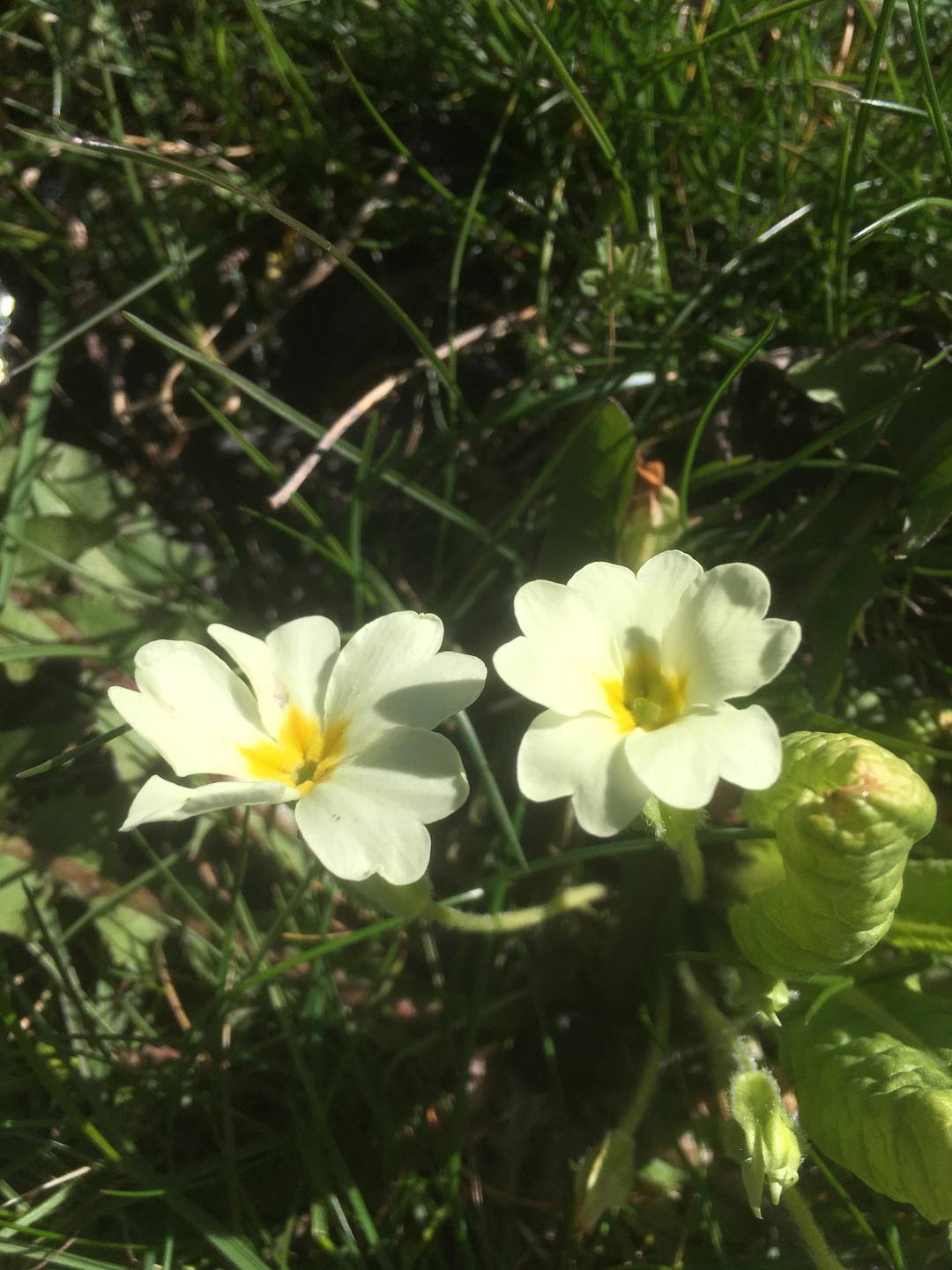 Annexe Primula-vulgaris1.jpg