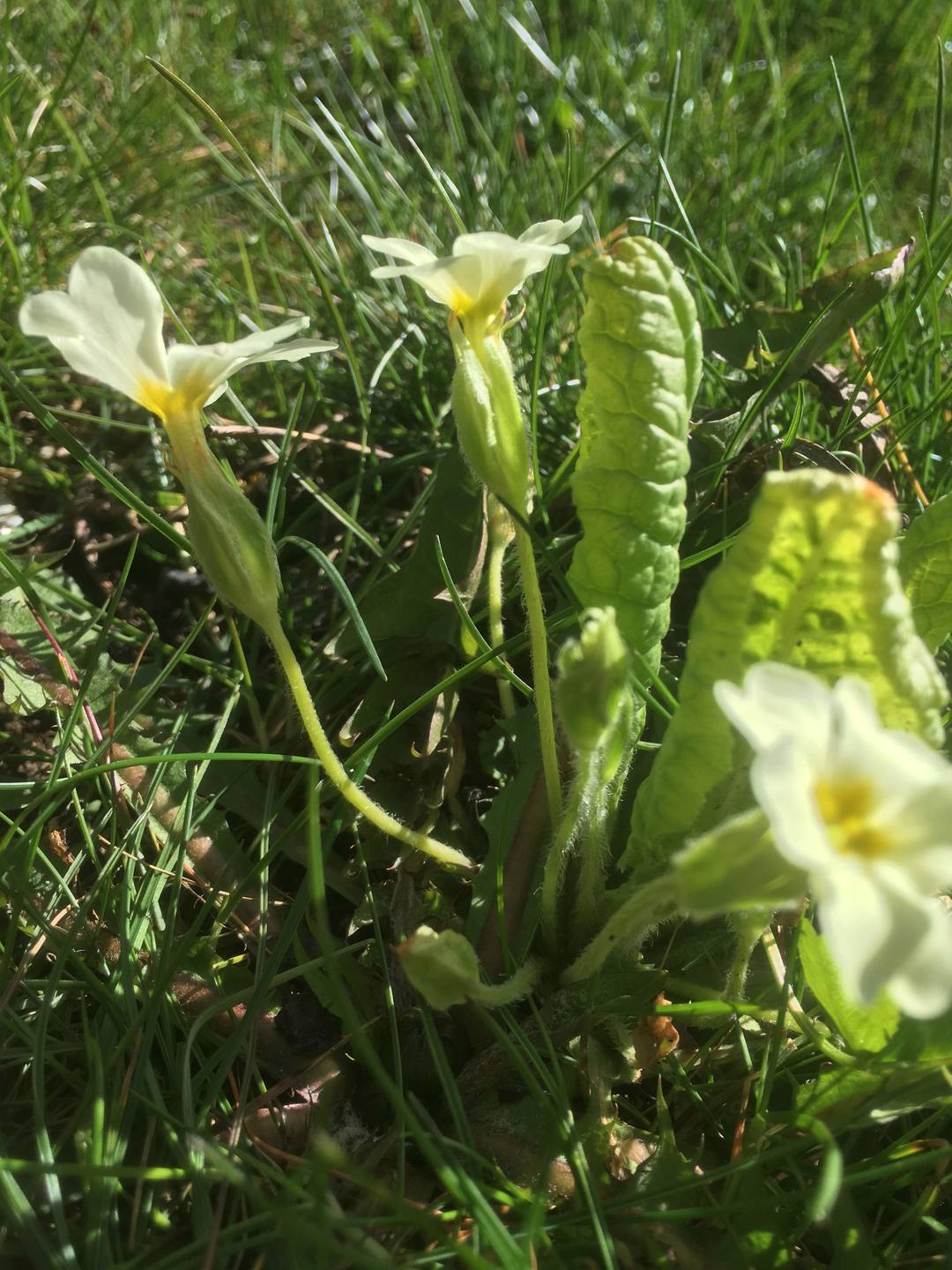 Annexe Primula-vulgaris2.jpg