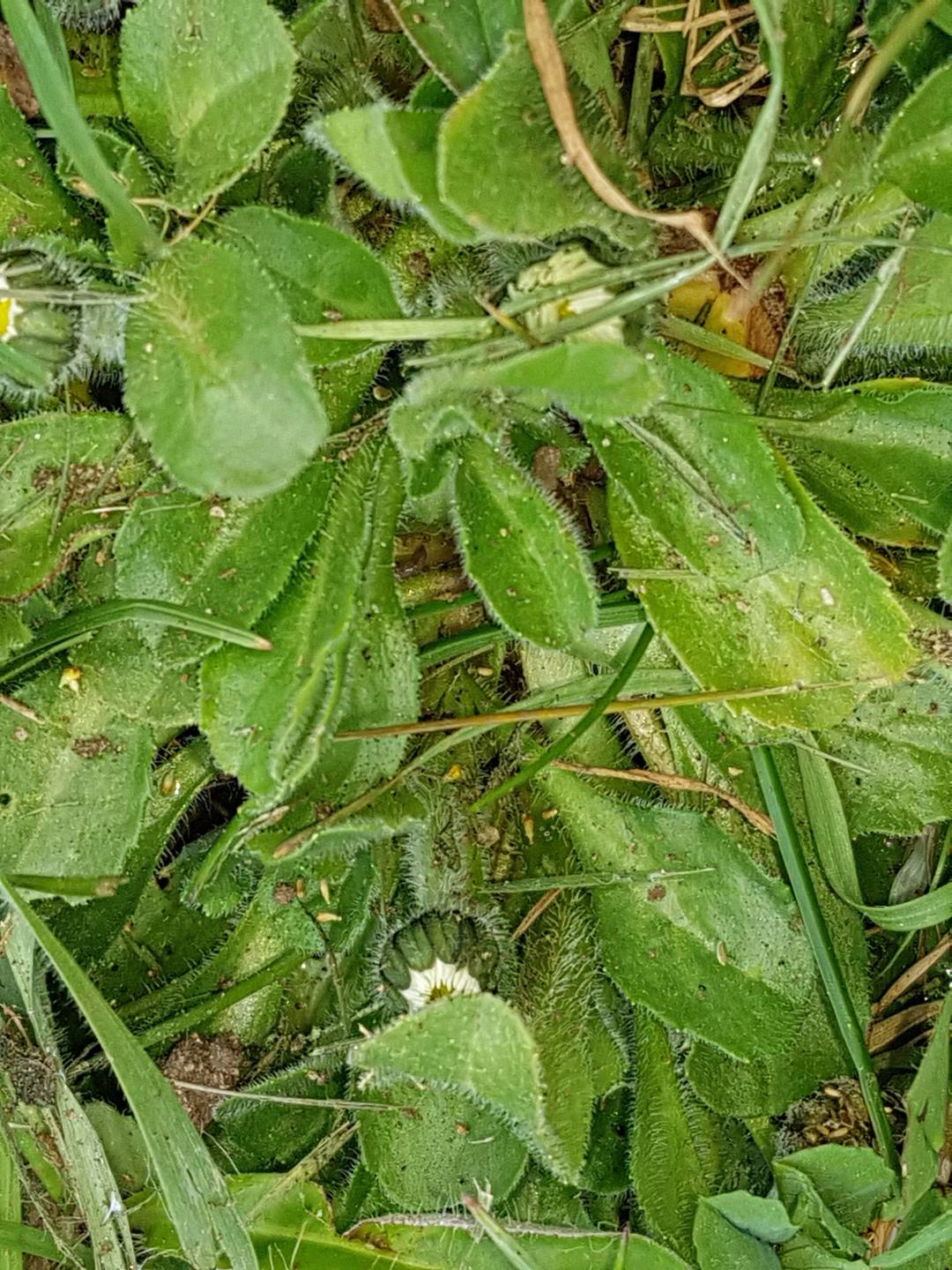 Annexe feuillesp.jpg