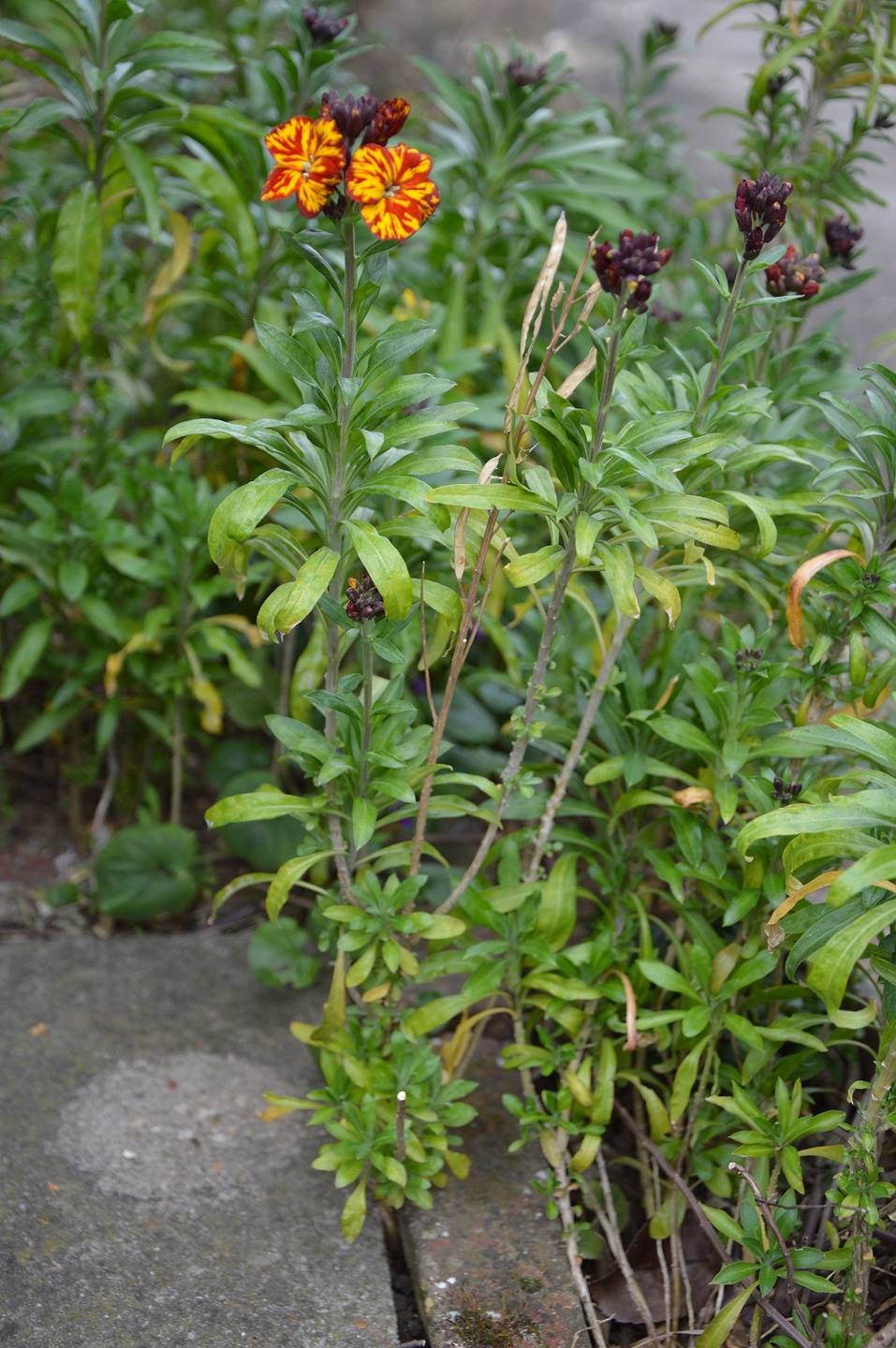 Annexe Ensemble Giroflée.jpg