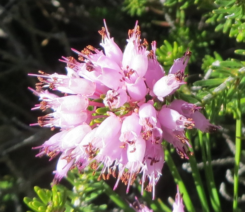 Annexe Des grappes de fleurs roses en forme de cloches....JPG