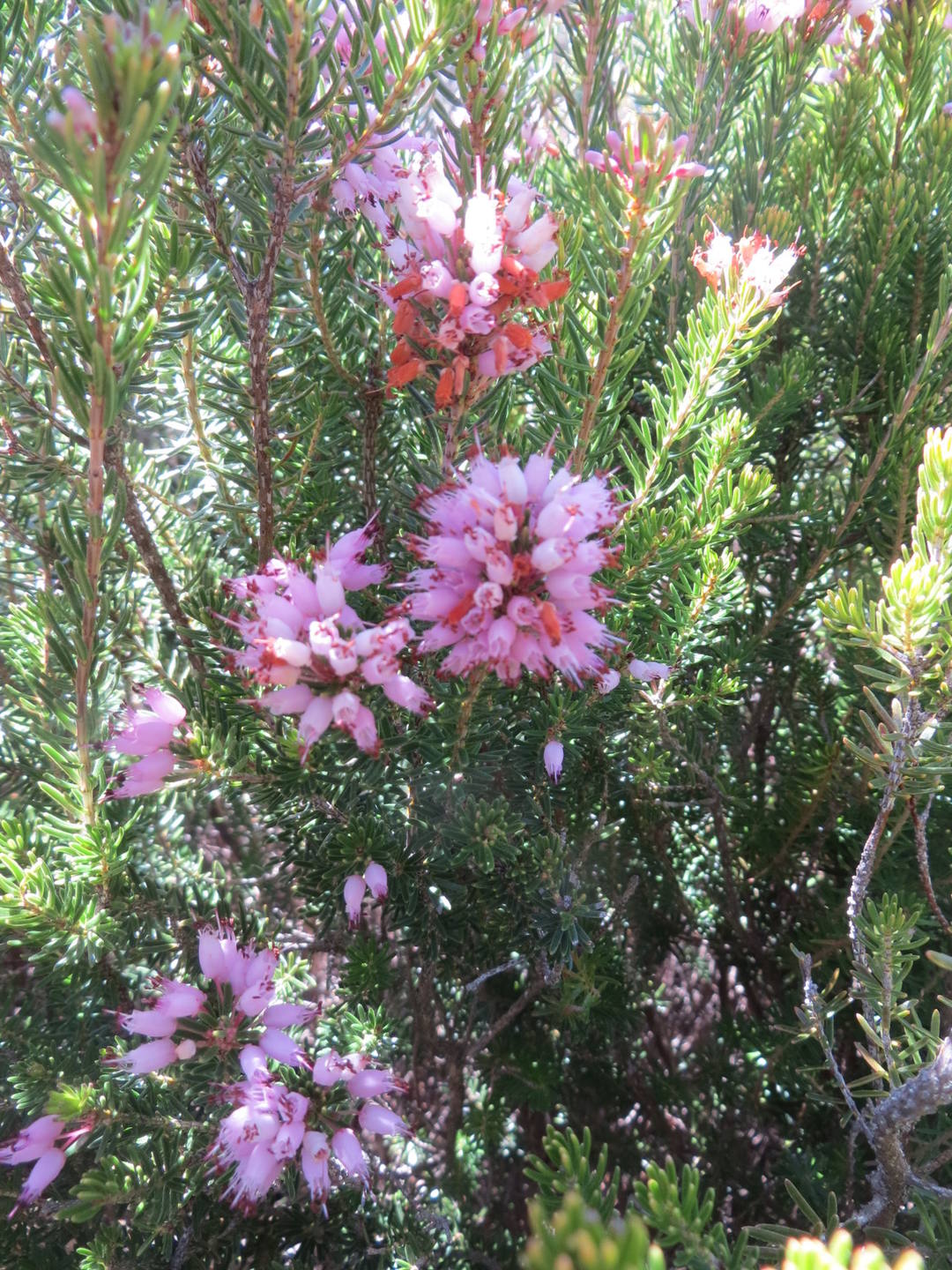 Annexe Des petites feuilles étroites, longues de 1 cm.JPG
