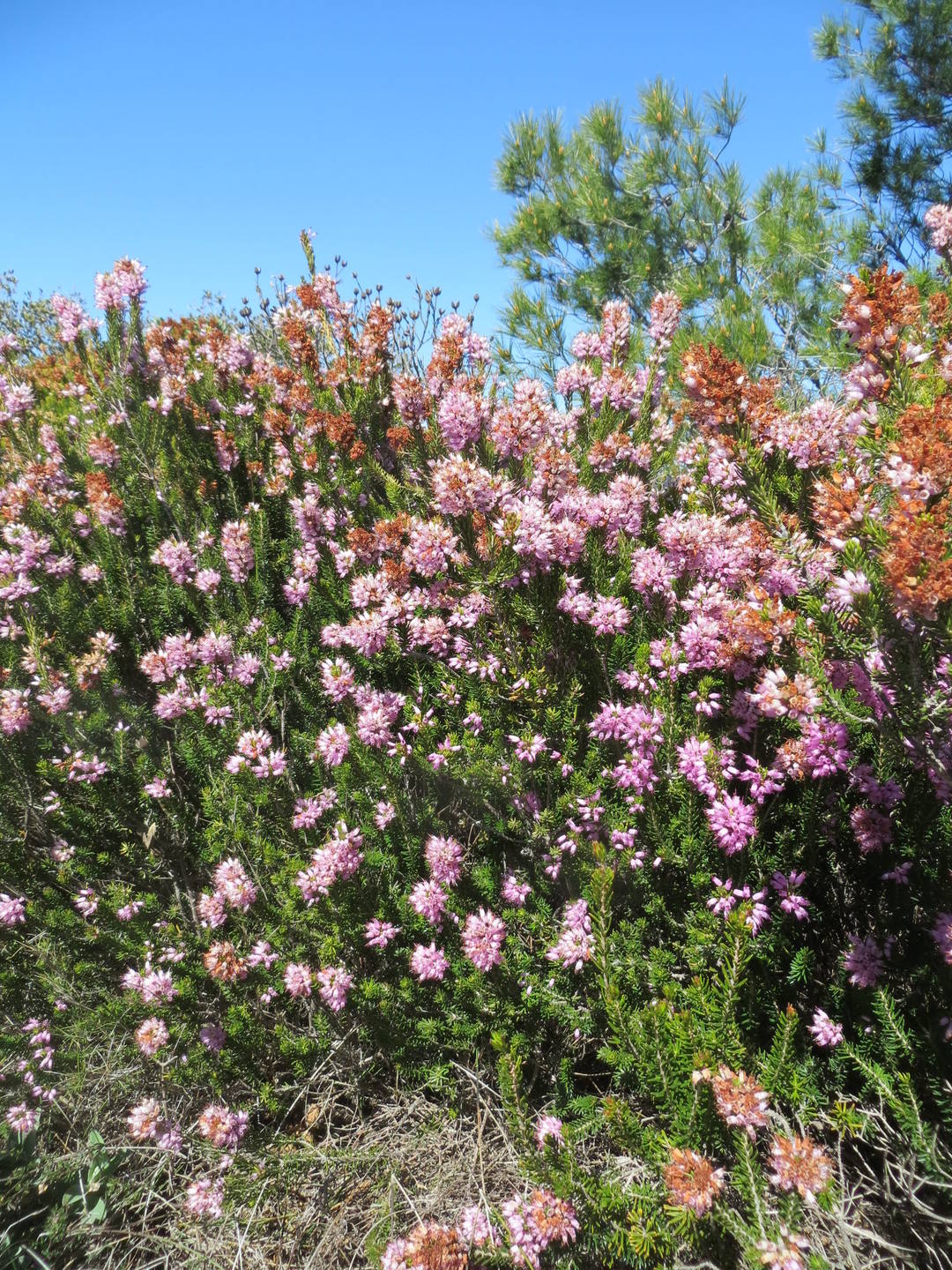 Annexe la bruyère multiflore.JPG