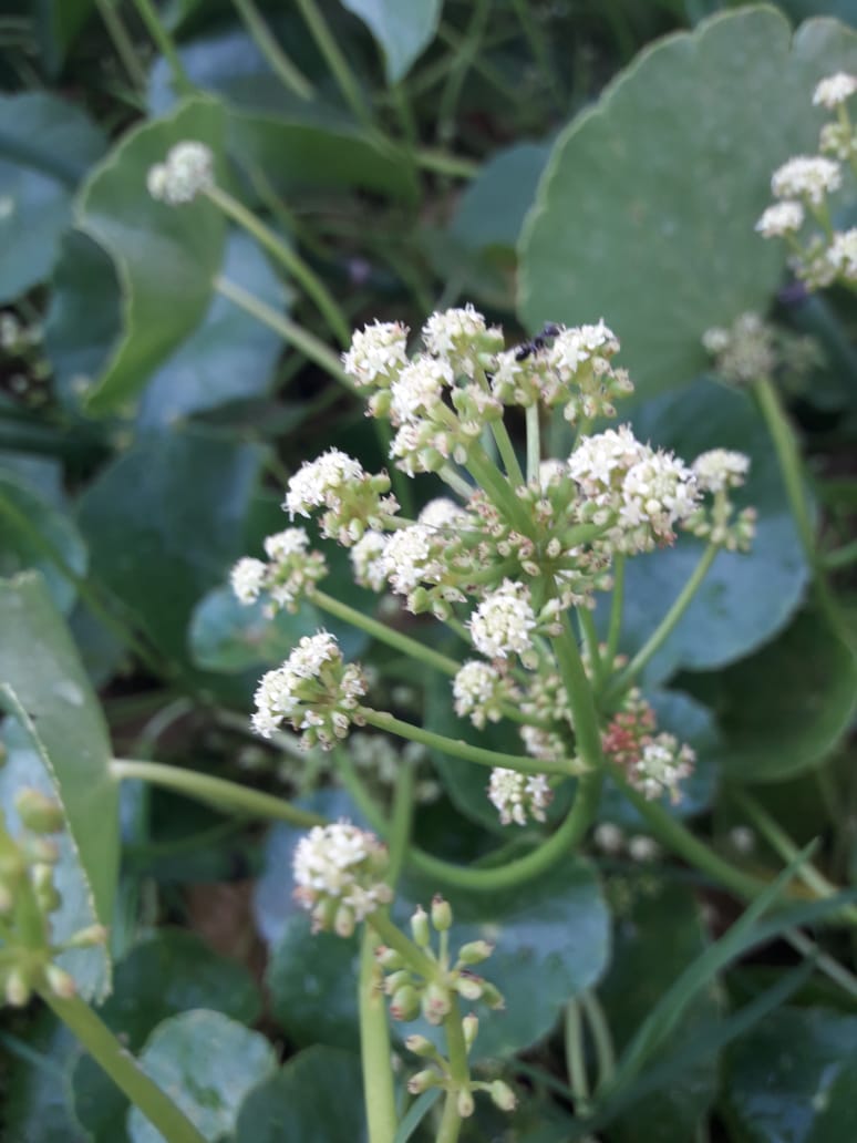 Annexe IMG-20180330-WA0003.jpg