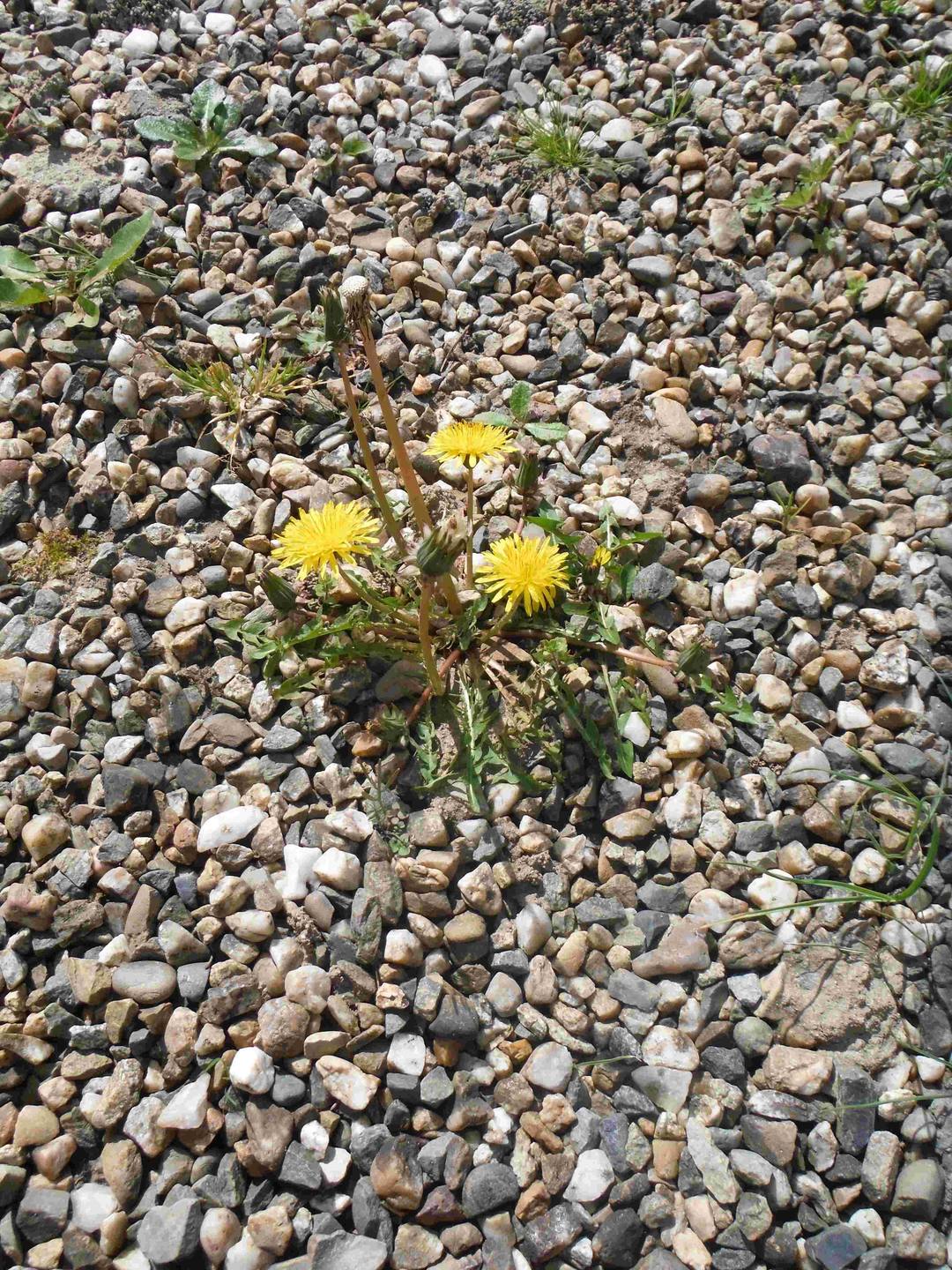 Annexe pissenlit1.jpg