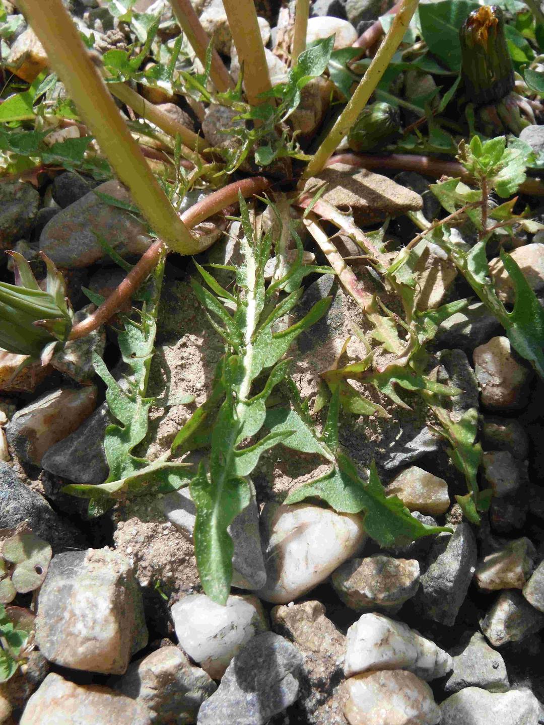 Annexe pissenlit2.jpg