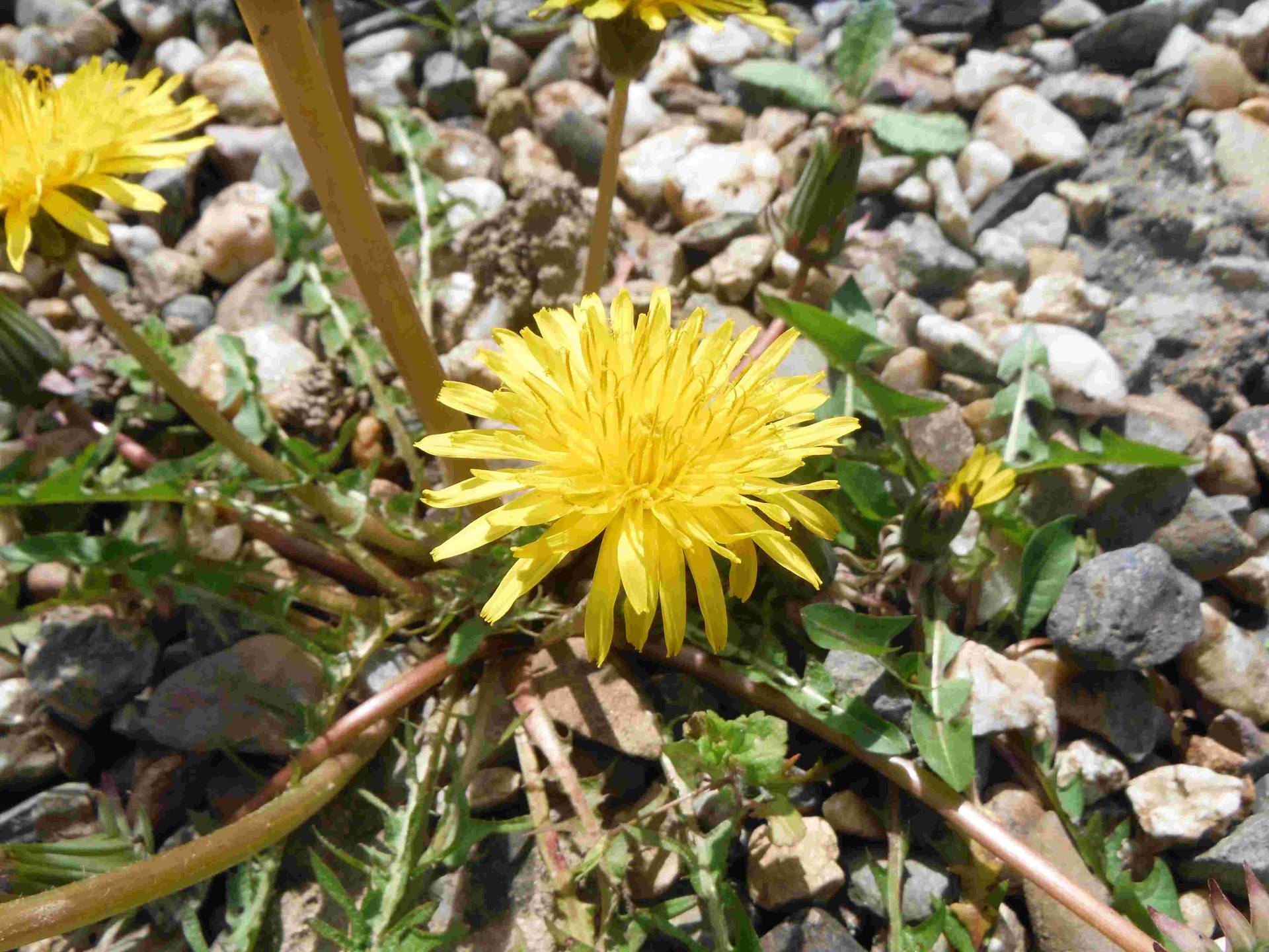 Annexe pissenlit3.jpg