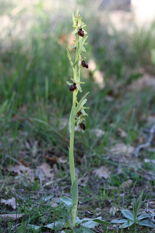 Annexe IMG_1605 (Copier).JPG