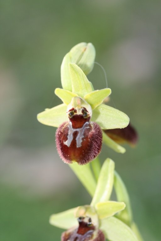 Annexe IMG_1616 (Copier).JPG