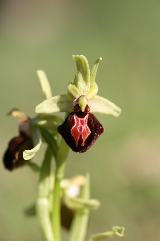 Annexe IMG_1624 (Copier).JPG