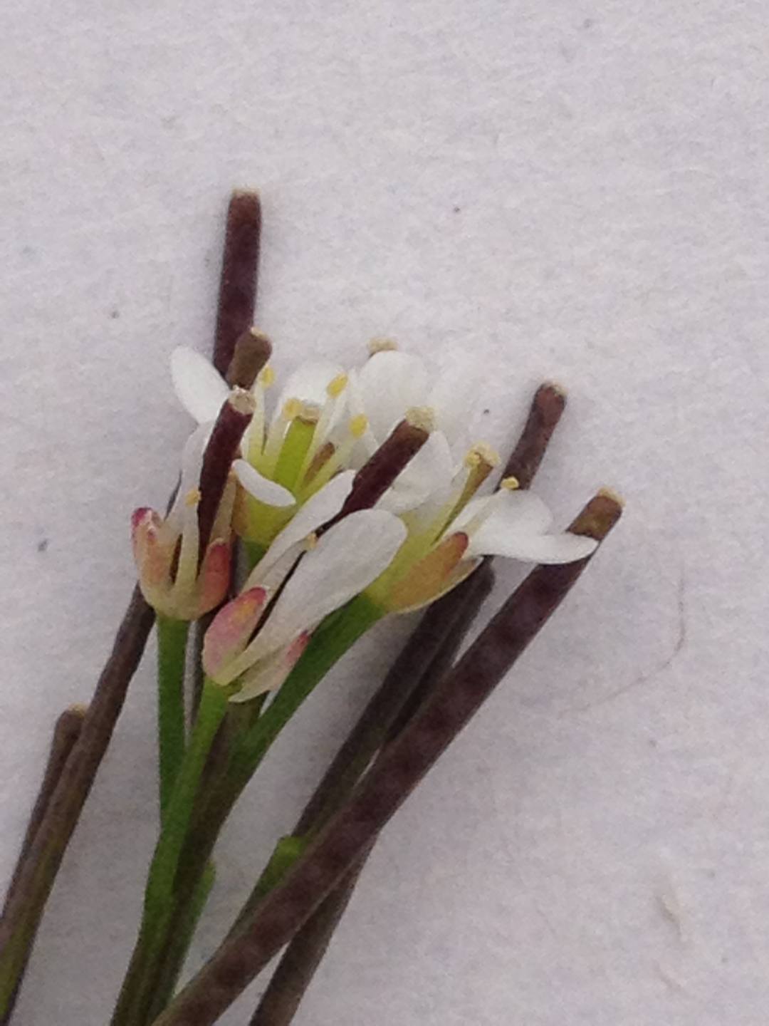 Annexe IMG_7310-min.JPG