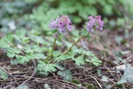 Annexe Corydalis solida 1.jpg