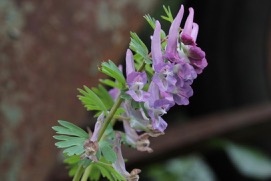 Annexe Corydalis solida 2.jpg