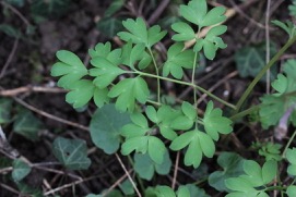 Annexe Corydalis solida 3.jpg