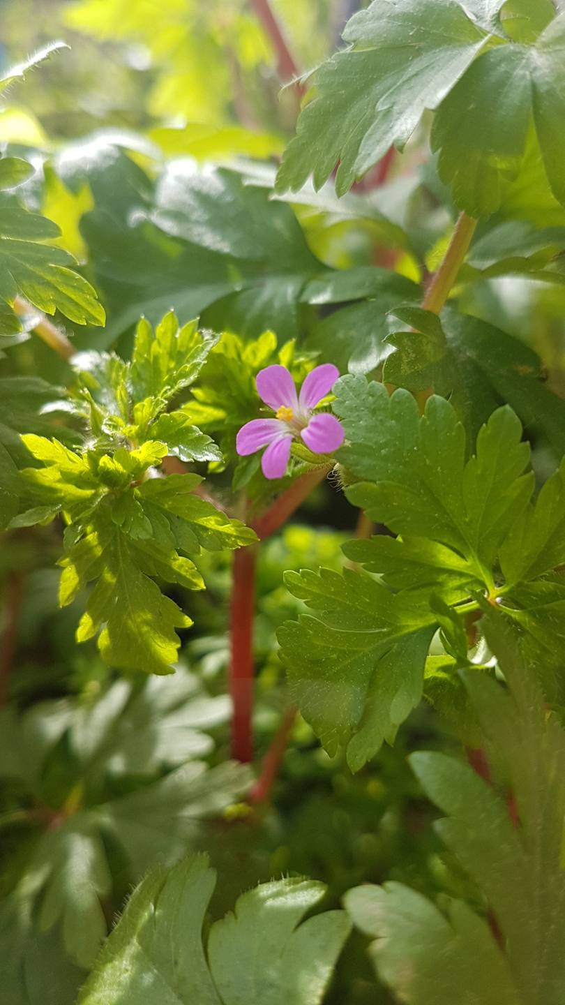 Annexe Snapchat-567289582 (1).jpg