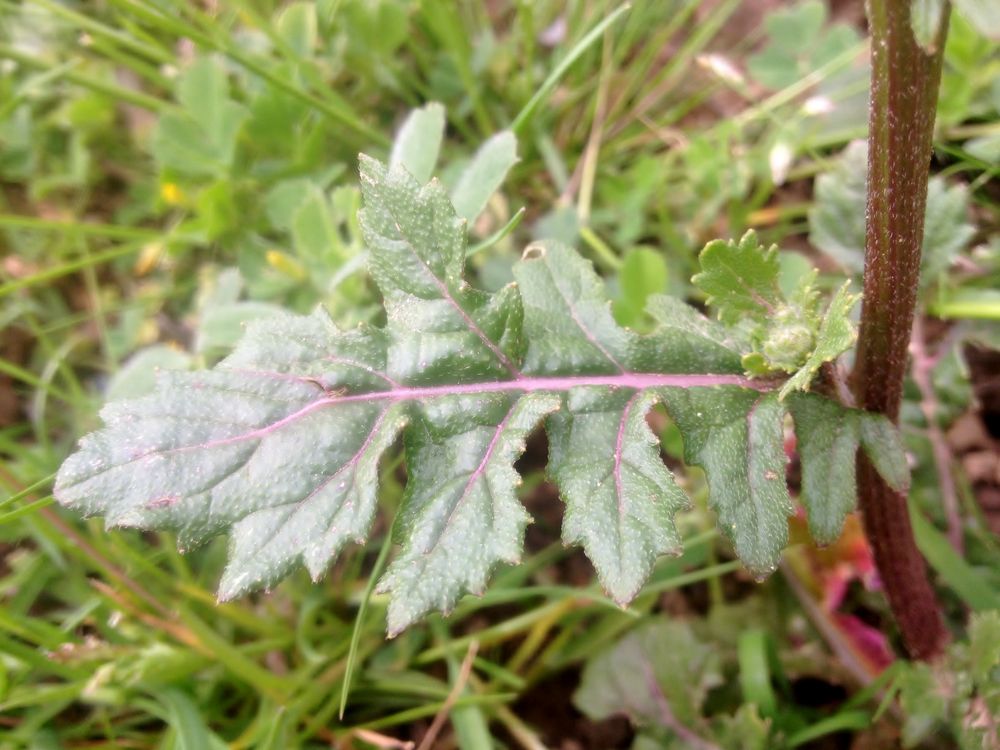 Annexe diplotaxe fausse roquette - feuille.jpg