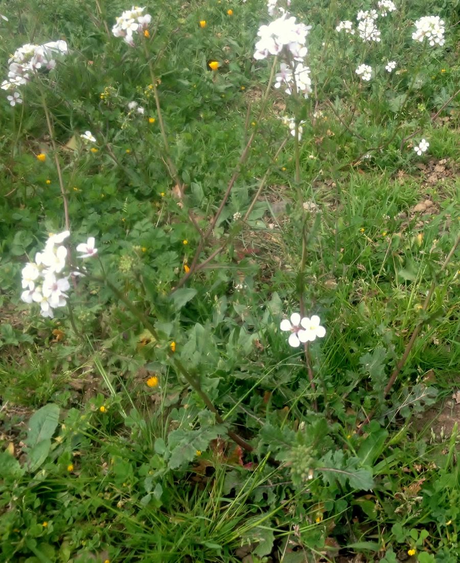 Annexe diplotaxe fausse roquette - plante jpg
