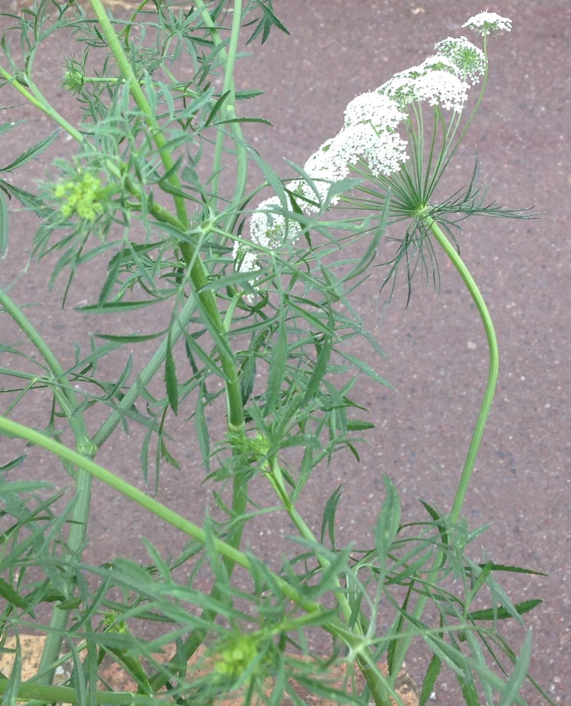 Annexe Carotte sauvage.JPG