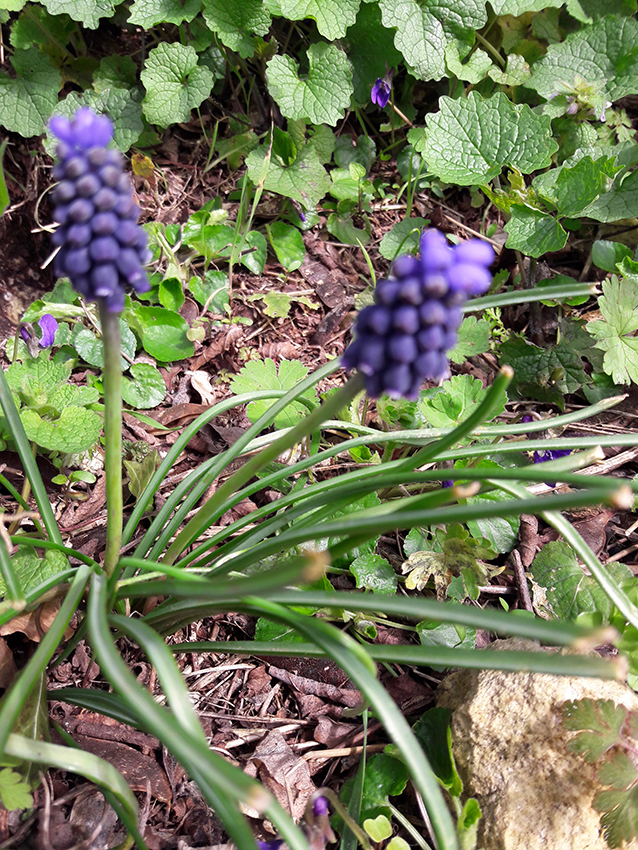 Annexe muscari-grappe.jpg