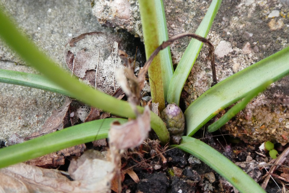 Annexe red_P1010740.JPG