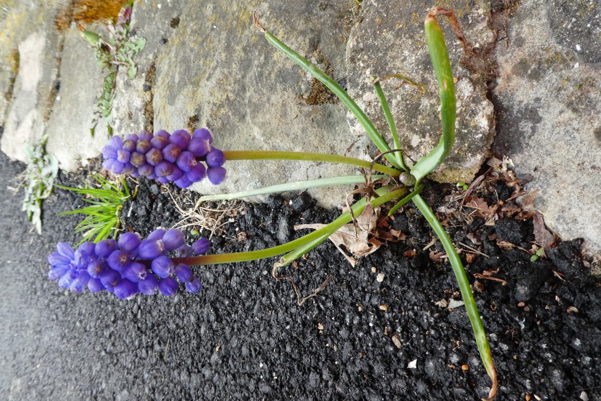 Annexe red_P1010744.JPG