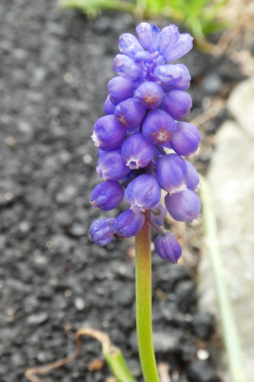 Annexe red_P1010745.JPG