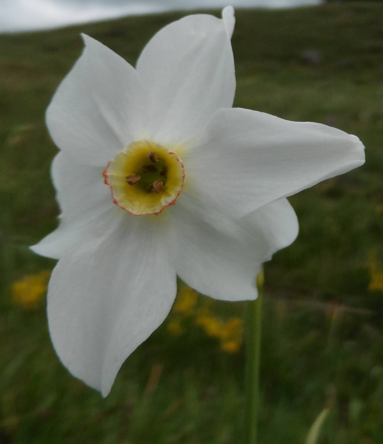 Annexe Narcissus poeticus.jpg