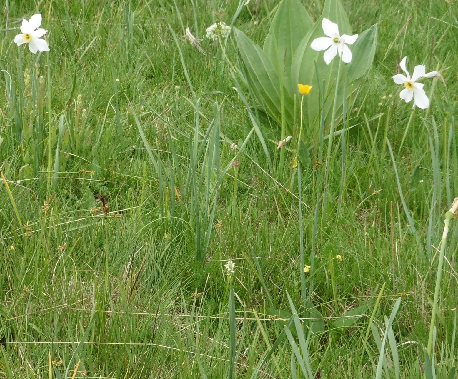 Annexe Prairie Narcissus poeticus.jpg