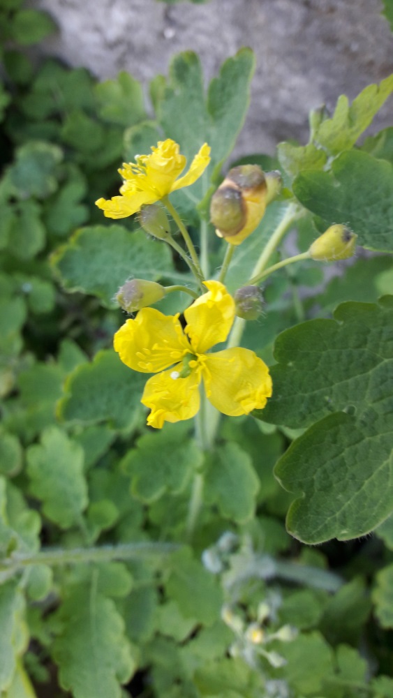 Annexe chélidoine1 redimensionnée.jpg