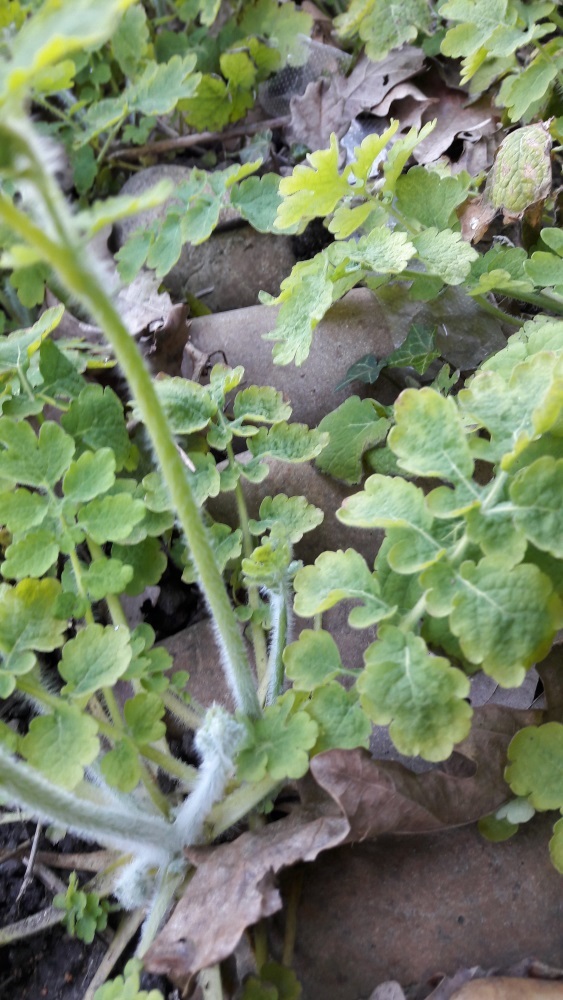 Annexe chélidoine3 redimensionnée.jpg