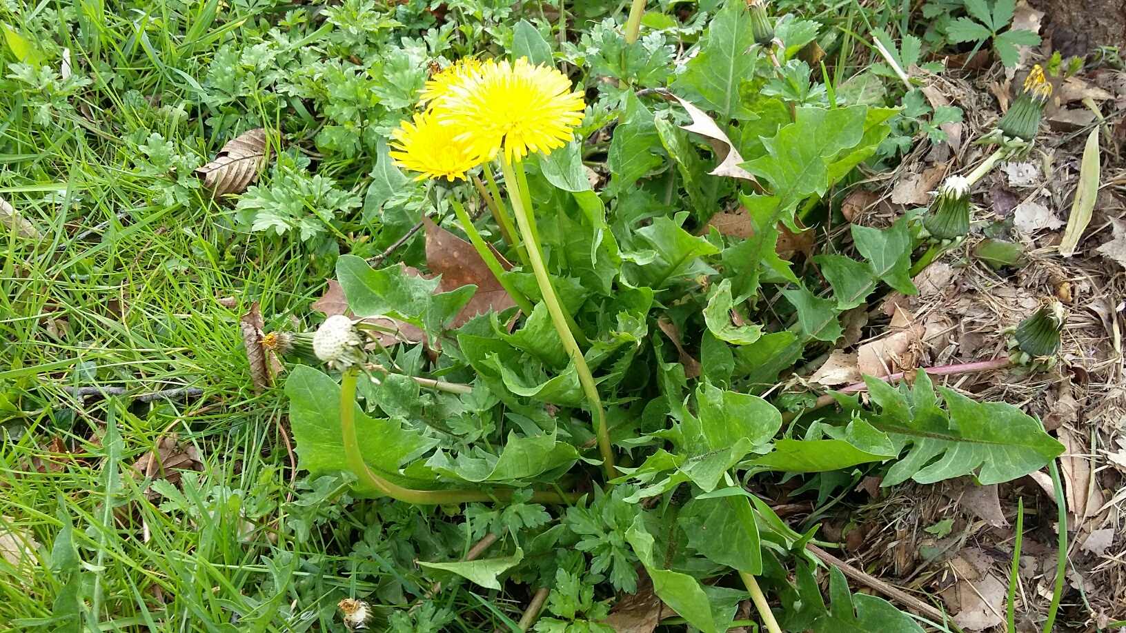 Annexe 20180402_174024_resized.jpg