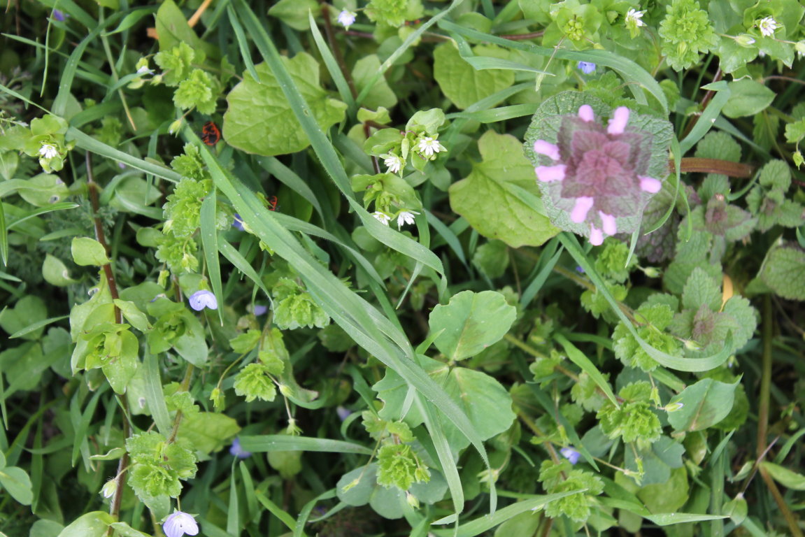 Annexe IMG_3981 (FILEminimizer).JPG