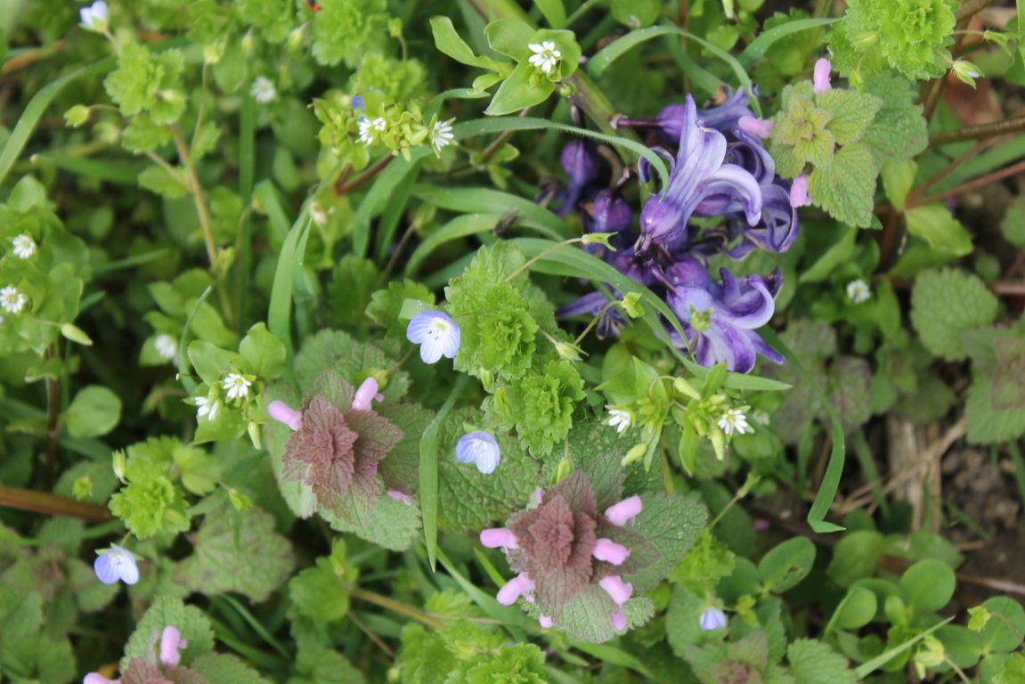 Annexe IMG_3983 (FILEminimizer).JPG