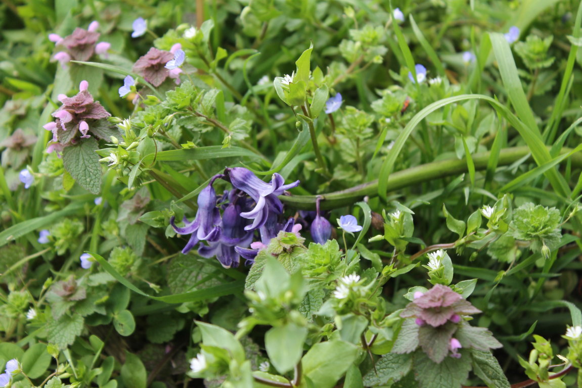 Annexe IMG_3984 (FILEminimizer).JPG