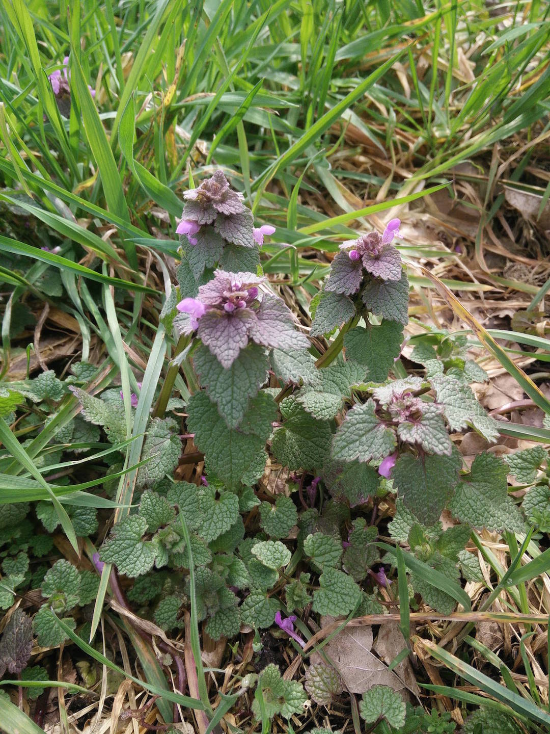 Annexe LamierPourpre_0.jpg